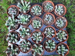 Frithia pulchra pot 5,5 cm - 12372891