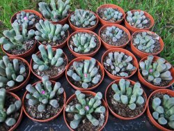 Frithia pulchra pot 5,5 cm - 12372892