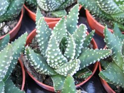 Haworthia pumila - 12372909
