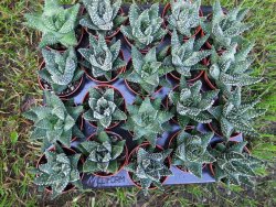 Haworthia pumila - 12372910