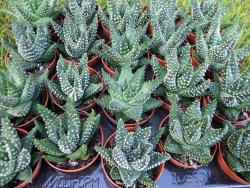 Haworthia pumila - 12372911