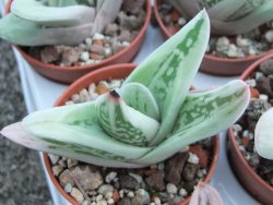 Gasteraloe Ice Green pot 5,5 cm - 12385139