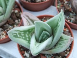 Gasteraloe Ice Green pot 5,5 cm - 12385140