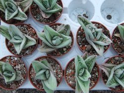 Gasteraloe Ice Green pot 5,5 cm - 12385141