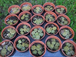 Lithops, zelený živý kámen, pot 5,5 - 12372907