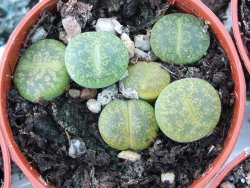Lithops, zelený živý kámen, pot 5,5