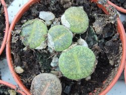 Lithops, zelený živý kámen, pot 5,5 - 12385205