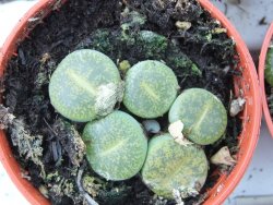 Lithops, zelený živý kámen, pot 5,5 - 12385206