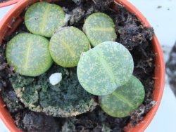 Lithops, zelený živý kámen, pot 5,5 - 12385207