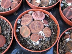 Lithops 1