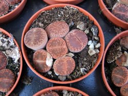 Lithops 1 - 12372899