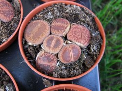 Lithops 1 - 12372900