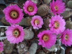 Echinocereus baileyi DJF 1327 Medicine Park, pot 5,5 cm - 12372774