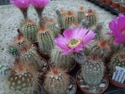 Echinocereus baileyi DJF 1327 Medicine Park, pot 5,5 cm - 12372775