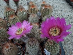 Echinocereus baileyi DJF 1327 Medicine Park, pot 5,5 cm - 12372776