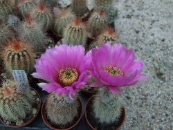 Echinocereus baileyi DJF 1327 Medicine Park, pot 5,5 cm