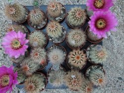 Echinocereus baileyi DJF 1327 Medicine Park, pot 5,5 cm - 12372779