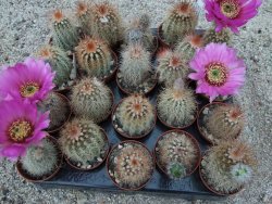 Echinocereus baileyi DJF 1327 Medicine Park, pot 5,5 cm - 12372782