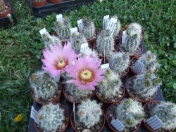 Echinocereus bayleyi albispinus pot 5,5 cm