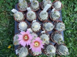 Echinocereus bayleyi albispinus pot 5,5 cm - 12372754