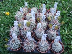 Echinocereus chloranthus longispinus