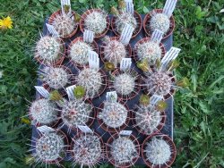 Echinocereus chloranthus longispinus - 12372762