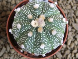 Astrophytum X asterias A+ flower - 12378946