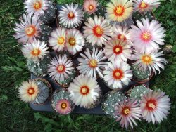 Astrophytum hybrid B flower pot 5,5 cm - 12397915