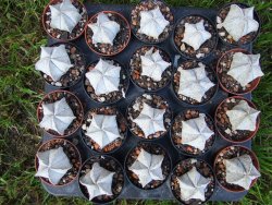 Astrophytum coahuilense snow (Super coahuilense) pot 5,5 cm - 12372925