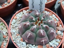 Gymnocalycium vatteri unguispinum, pot 5,5 cm