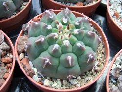 Gymnocalycium vatteri unguispinum, pot 5,5 cm - 12399005