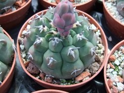 Gymnocalycium vatteri unguispinum, pot 5,5 cm - 12399006