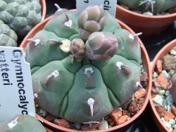 Gymnocalycium vatteri unguispinum, pot 5,5 cm - 12399007