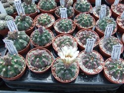 Gymnocalycium vatteri unguispinum, pot 5,5 cm - 12399008