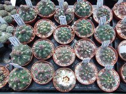 Gymnocalycium vatteri unguispinum, pot 5,5 cm - 12399009