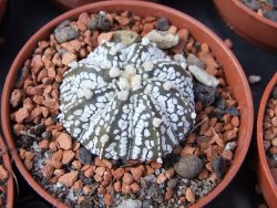 Astrophytum Super Kabuto hybrid pot 5,5 cm - 12372933