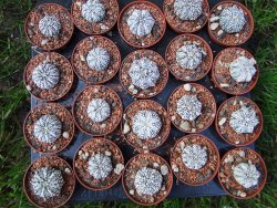 Astrophytum Super Kabuto hybrid pot 5,5 cm - 12372935