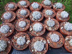 Astrophytum Super Kabuto hybrid pot 5,5 cm - 12372936