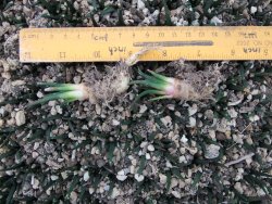 Ariocarpus agavoides