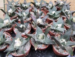 Ariocarpus confusus LH 471 La Escondida, NL pot 5,5 cm Cites IA - 12400613