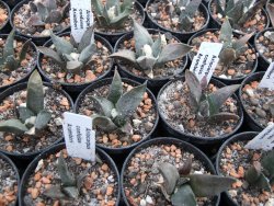 Ariocarpus confusus Aramberi pot 5,5 cm - 12374264