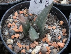 Ariocarpus confusus Aramberi pot 5,5 cm - 12374266