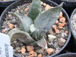 Ariocarpus confusus Aramberi pot 5,5 cm - 12374267