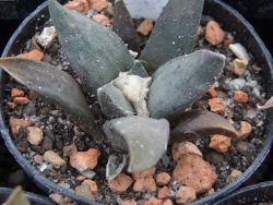 Ariocarpus confusus Aramberi pot 5,5 cm - 12374268