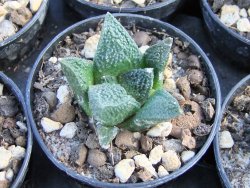 Ariocarpus fissuratus Cuatro Cienegas pot 5,5 cm