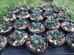 Ariocarpus fissuratus Cuatro Cienegas pot 5,5 cm - 12373024