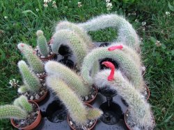 Hildewinteria colademononis "Monkey tail", pot 5,5 cm