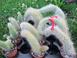 Hildewinteria colademononis "Monkey tail", pot 5,5 cm - 12373124