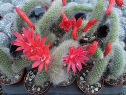 Hildewinteria colademononis "Monkey tail", pot 5,5 cm - 12373912