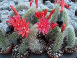 Hildewinteria colademononis "Monkey tail", pot 5,5 cm - 12373913